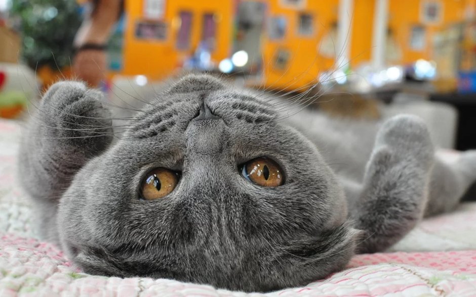 Кот британец вислоухий серый