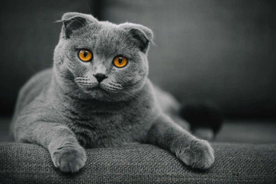 Кошка скоттиш фолд