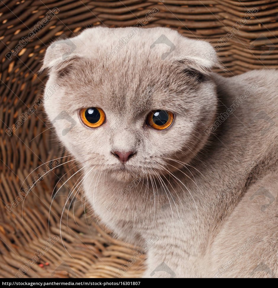 Скоттиш фолд желтый