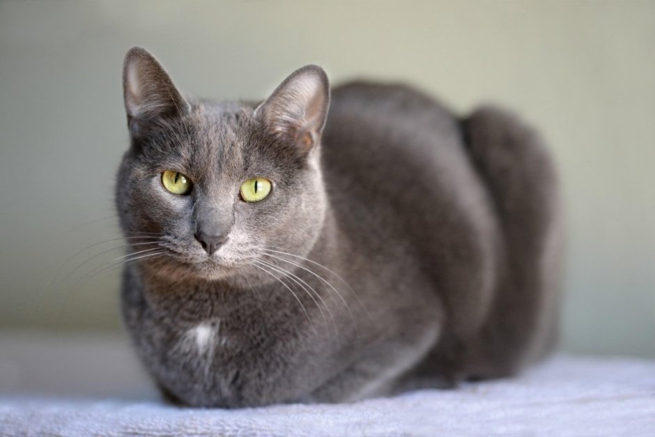 Корат (кошка)
