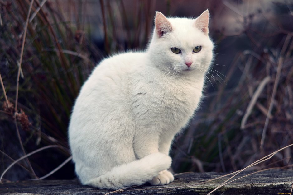 Белоснежная кошка