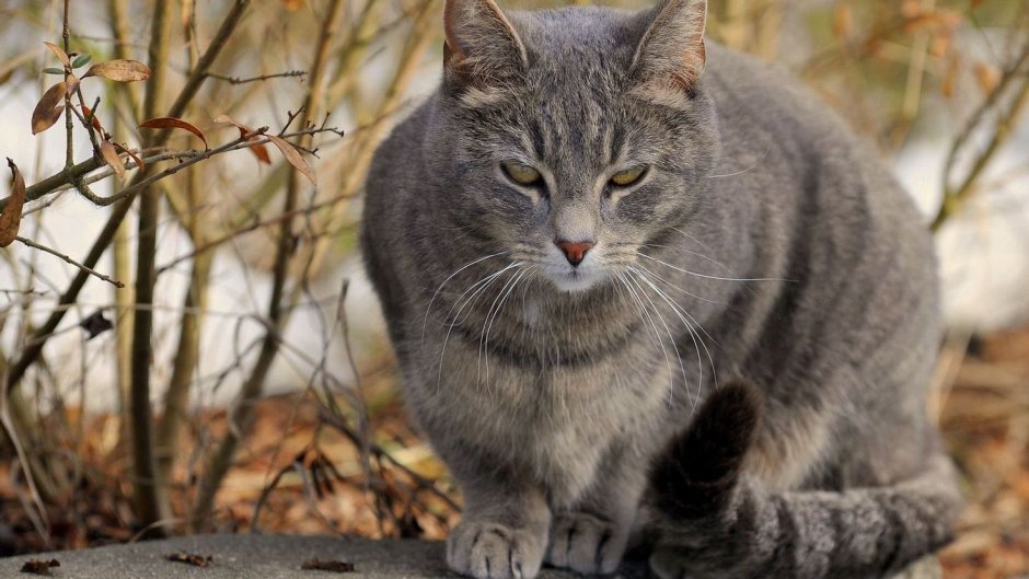 Серая Дикая кошка