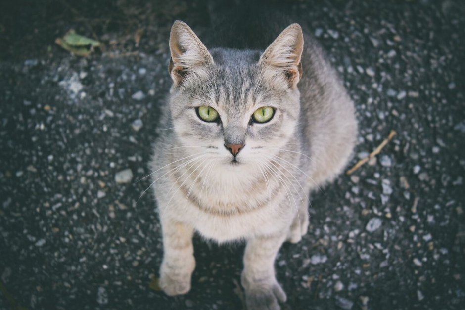 Анатолийская кошка серая
