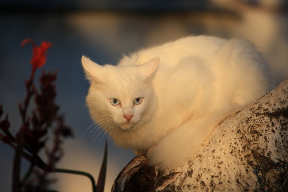 Белые коты