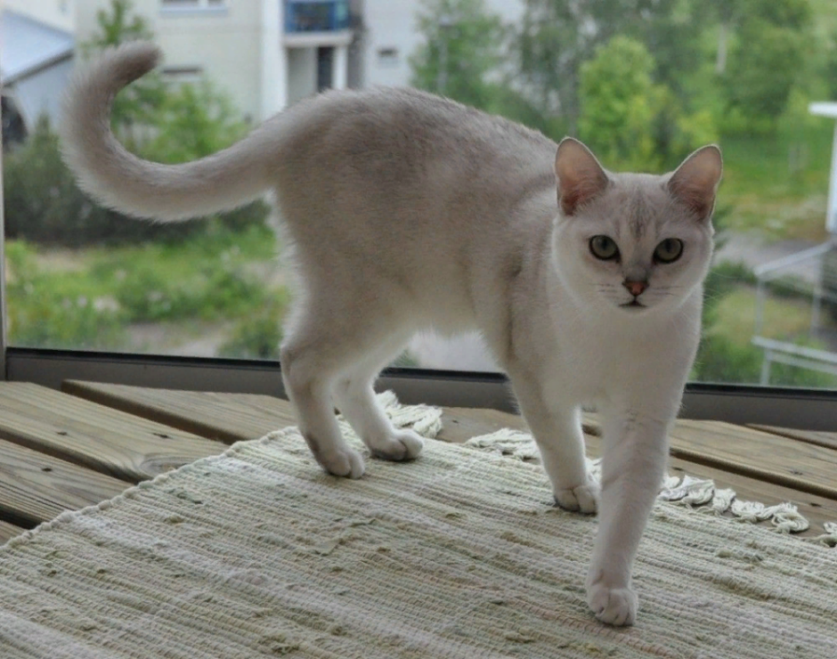 Бурмилла кошка короткошерстная