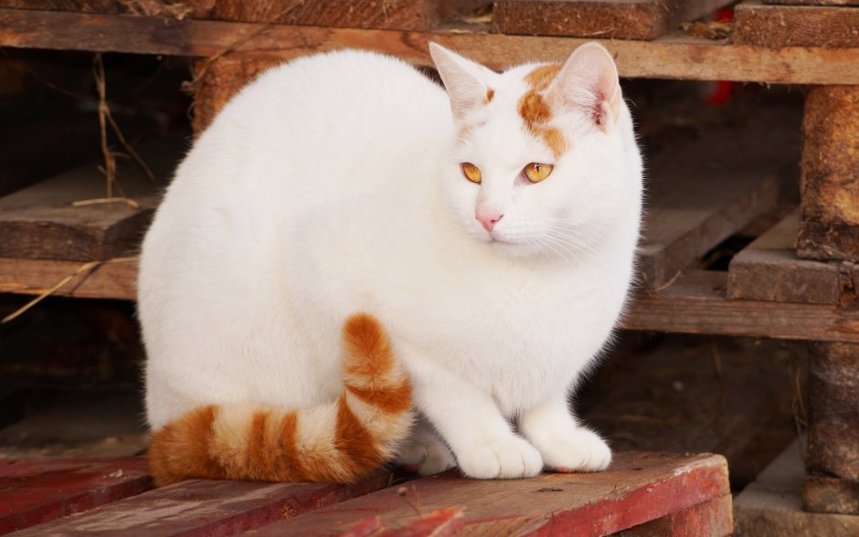 Кошка рыжая с белым