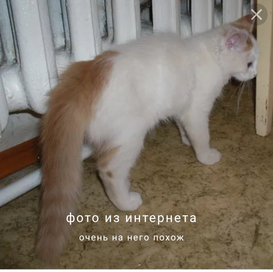 Белая кошка с рыжим хвостом