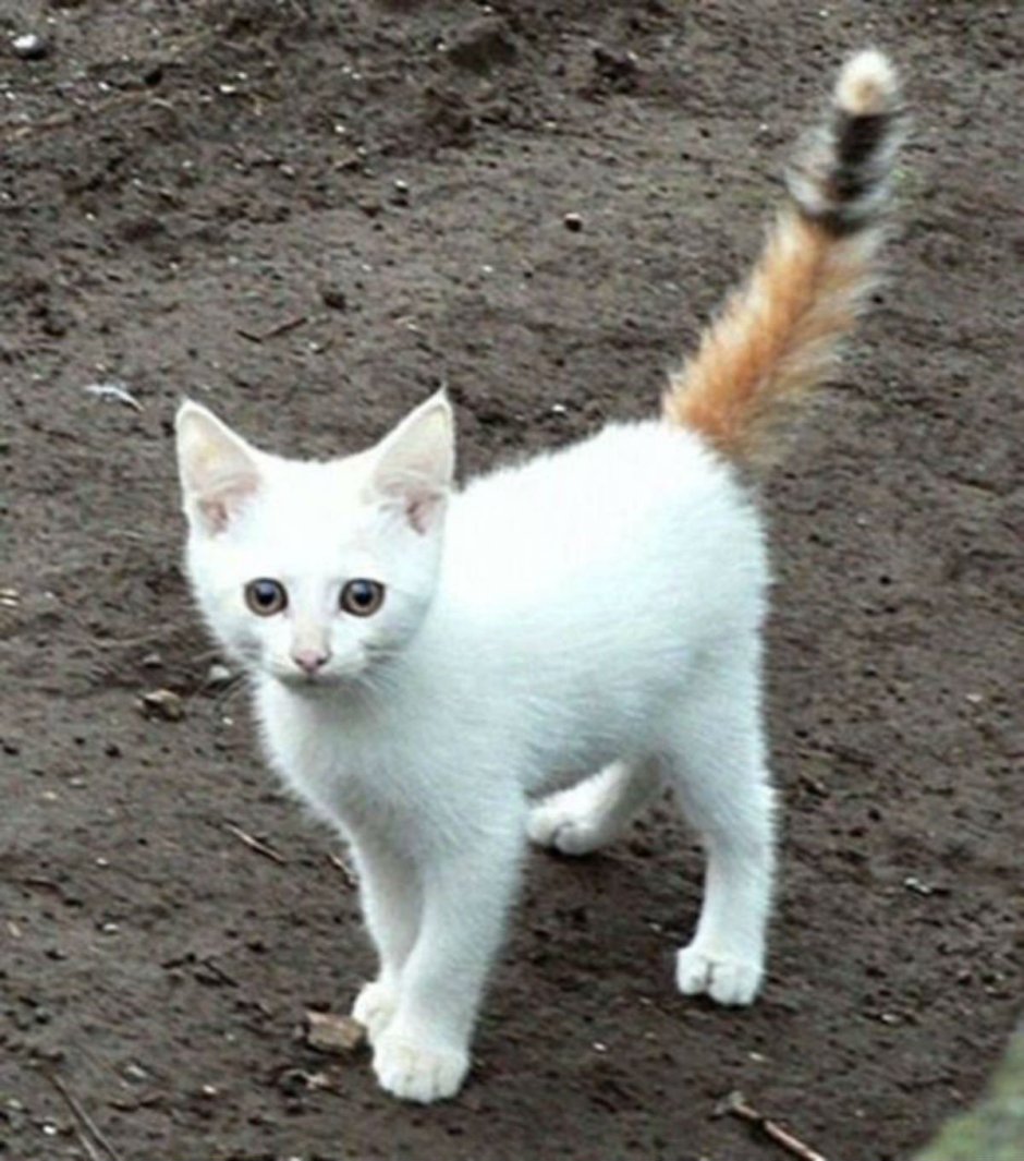 Белый котенок с черным хвостом