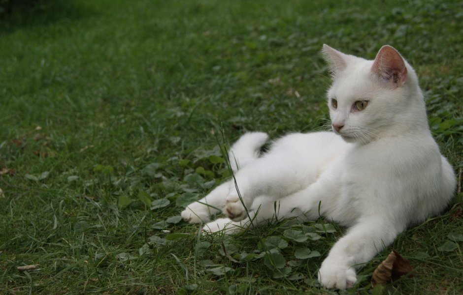 Кошка белая