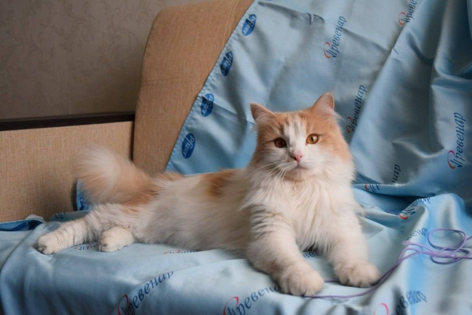 Белый кот с рыжим хвостом