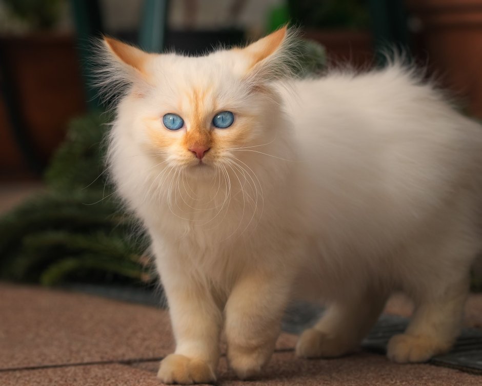 Невская маскарадная кошка ред Пойнт