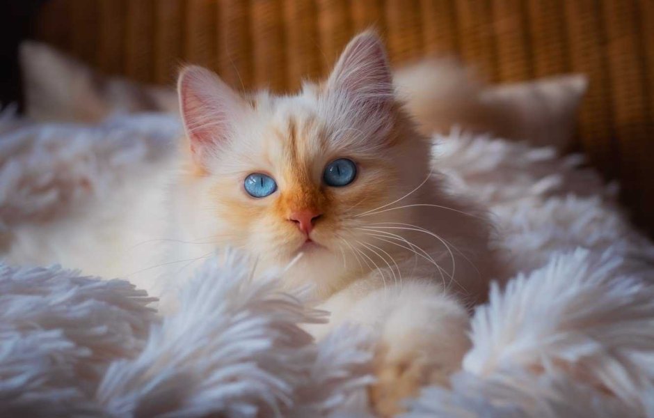 Кошка с голубыми глазами