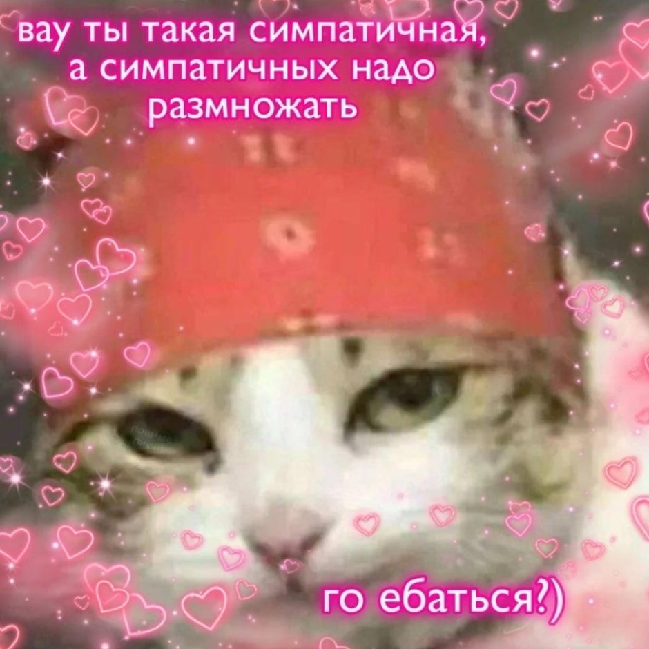 Кот Рикардо Милос