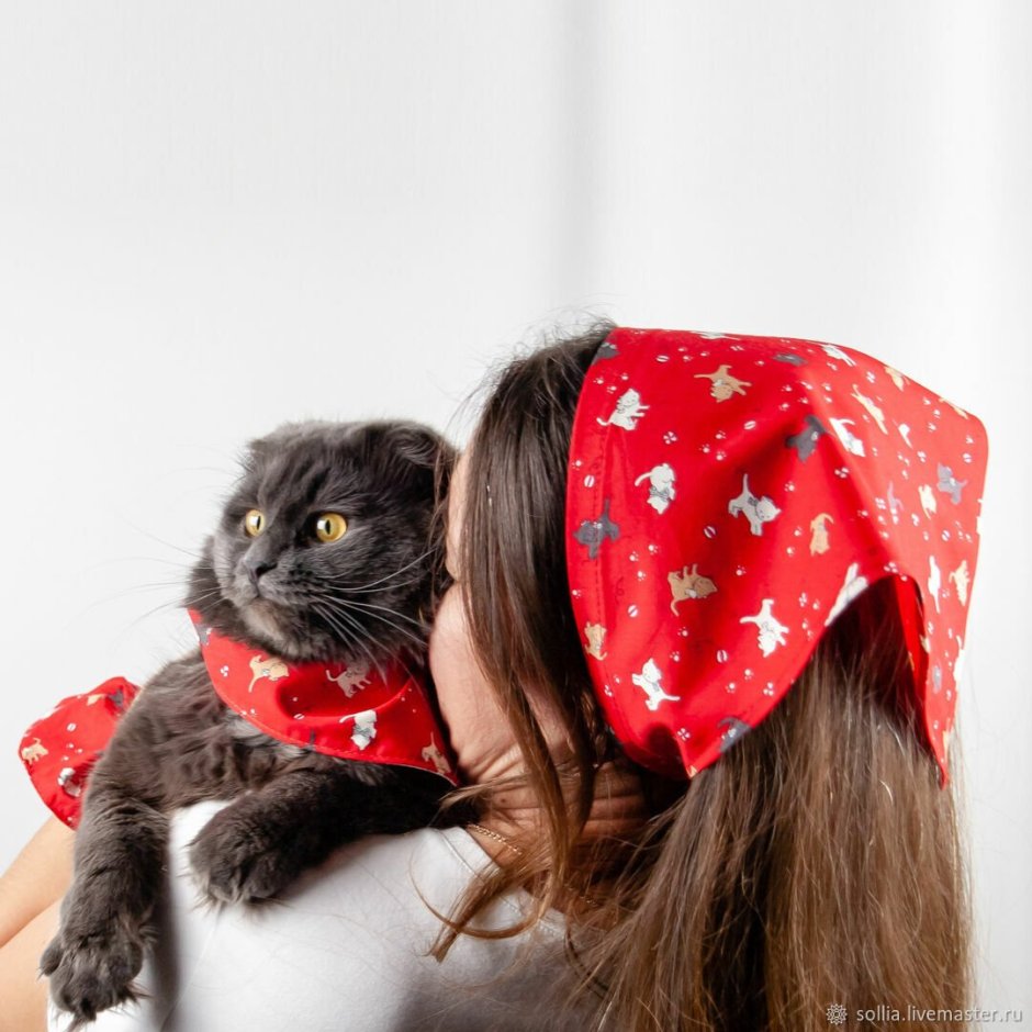 Кот в бандане
