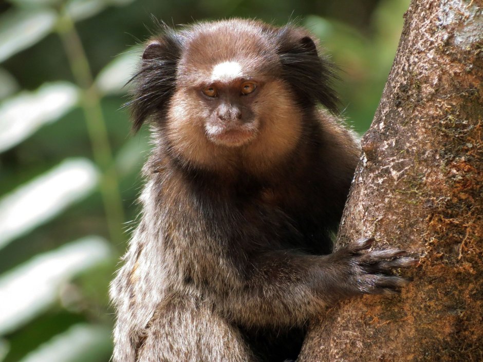 Sagui обезьяна