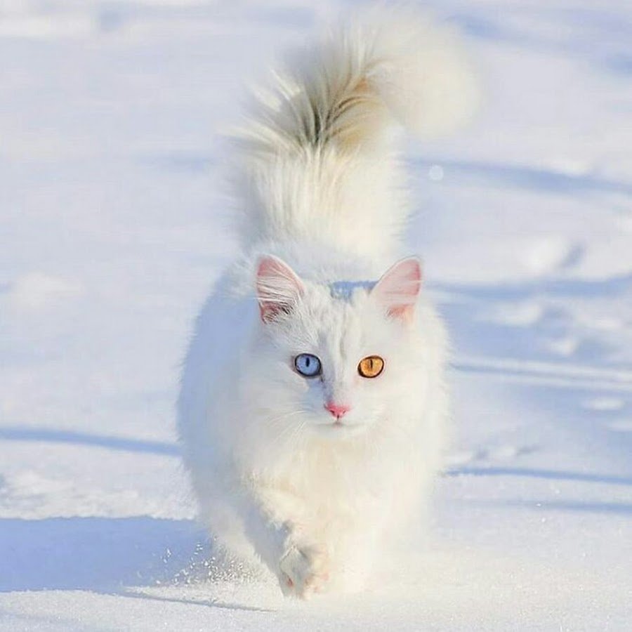 Пушистый кот в снегу