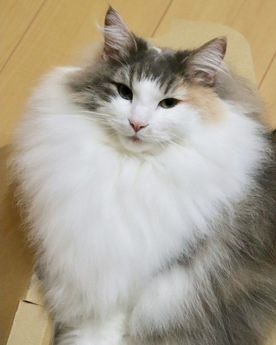 Сибирская кошка биколор