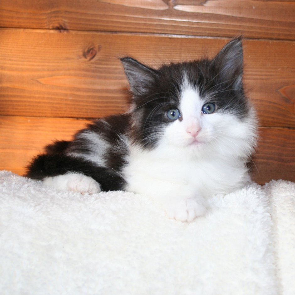 Норвежский котенок белый