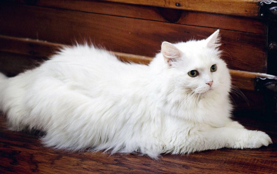 Рыжий длинношерстный Сибирский кот