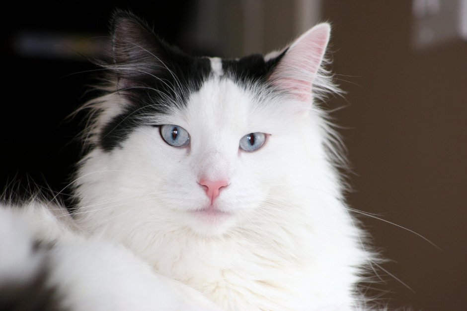 Норвежская Лесная кошка белая