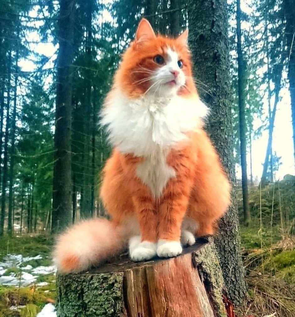 Белая кошка игра