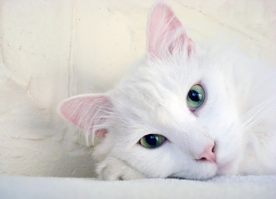 Обои для любителей белого кота