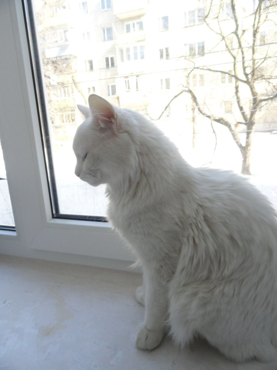 Покраска белого кота