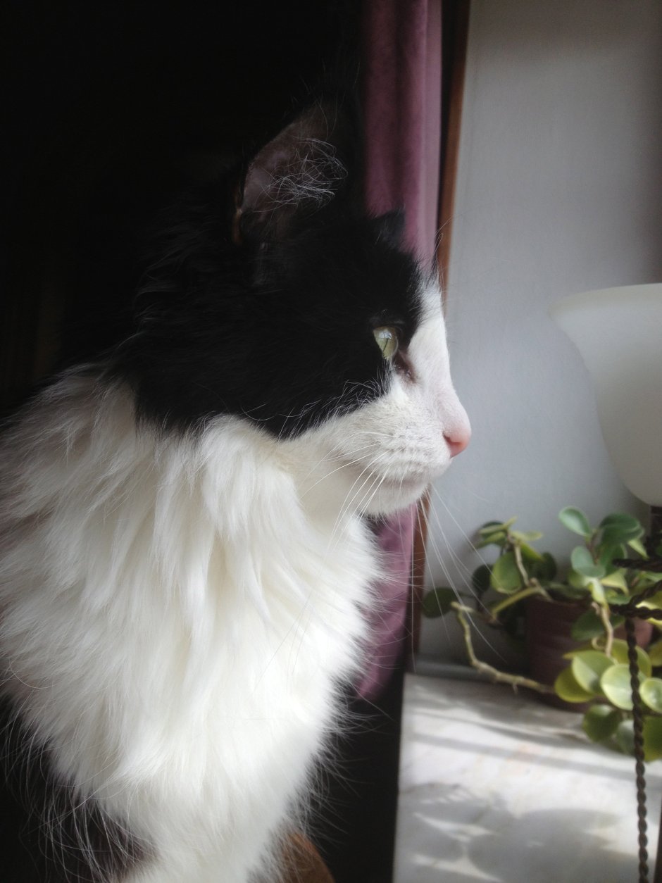 Норвежская Лесная кошка черно-белая