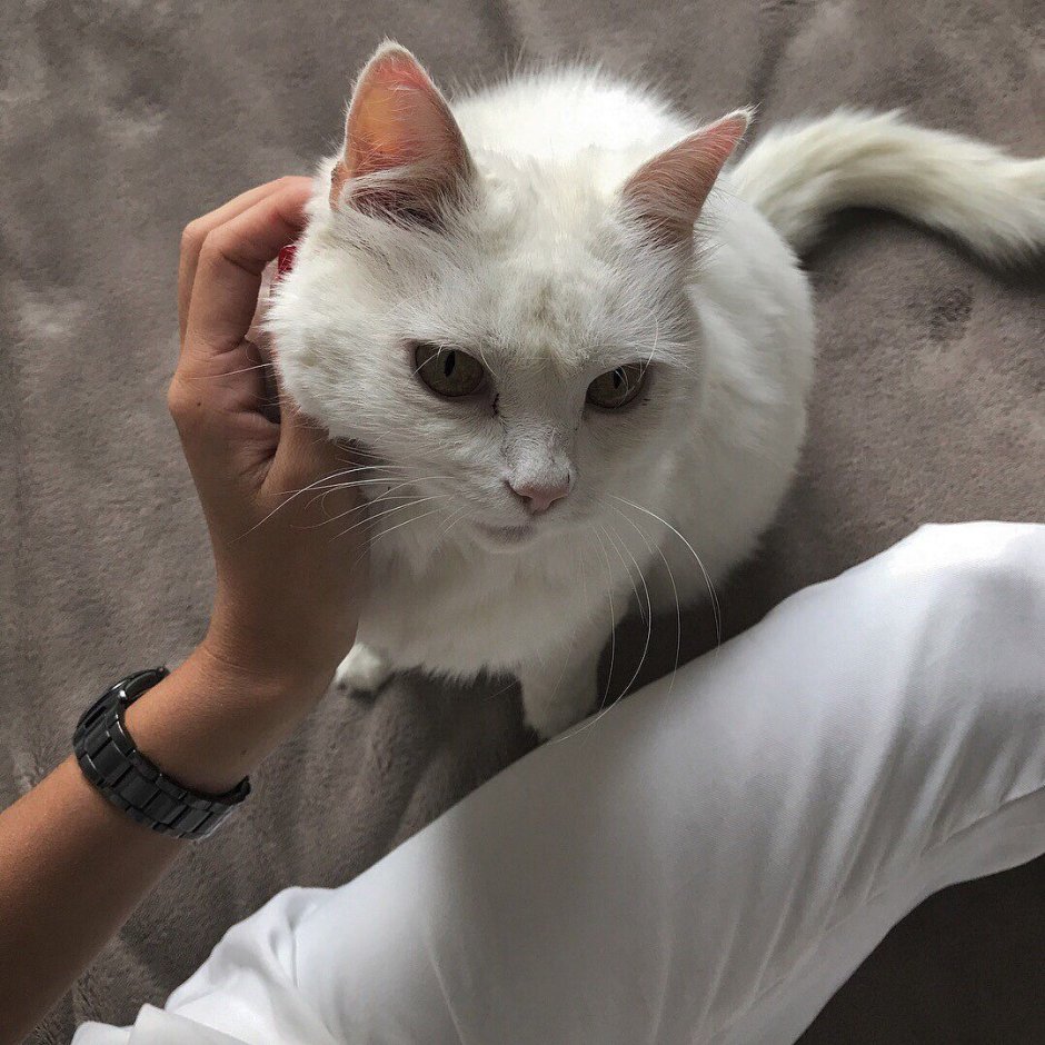 Белая кошка Эстетика