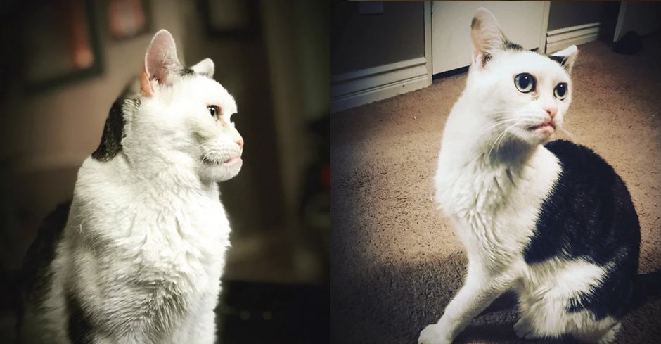 Необычные кошки