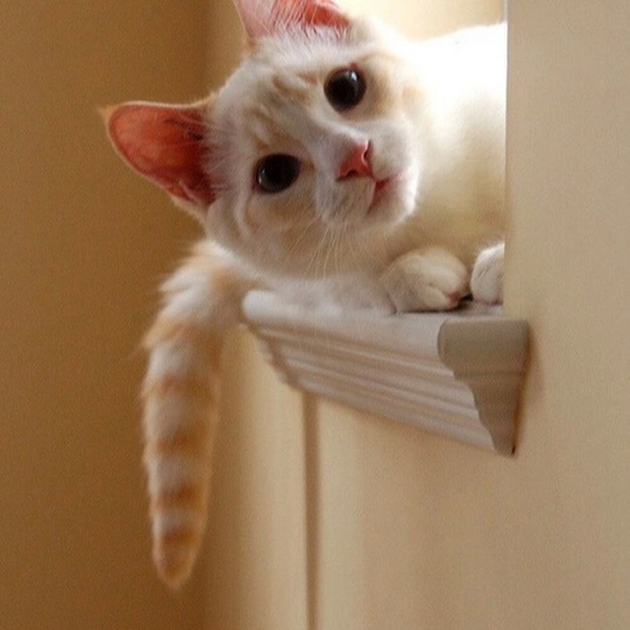 Забавные котята фото