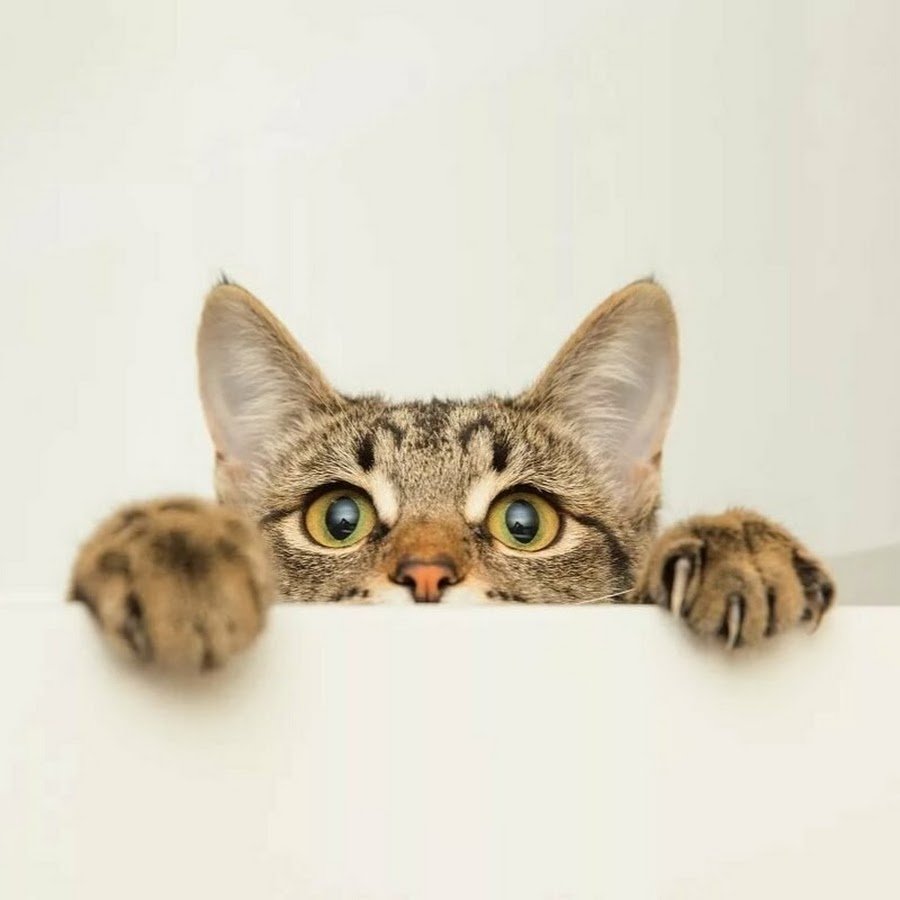 Кот выглядывает из-за стола