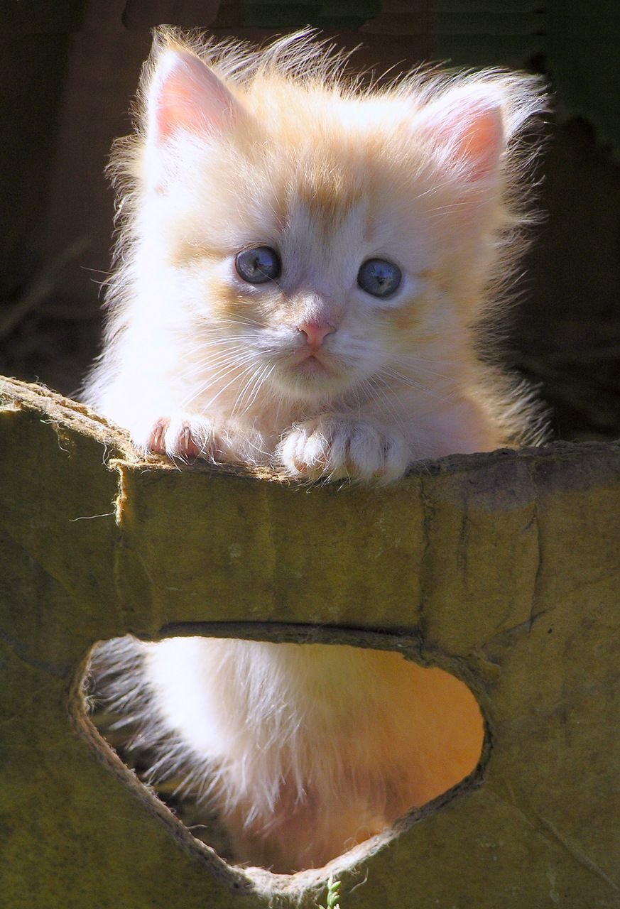 Котята милашки