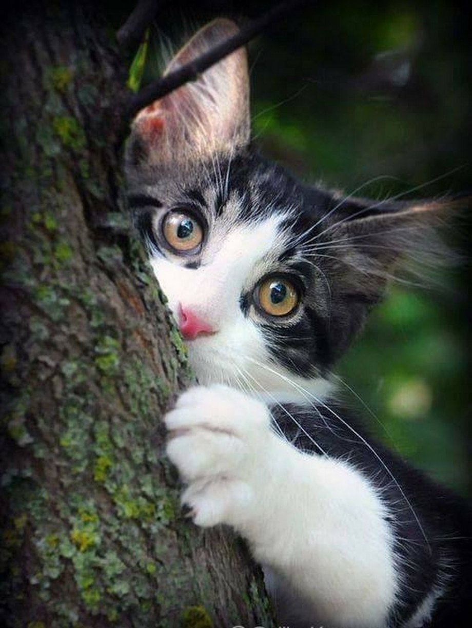 Любопытный котик