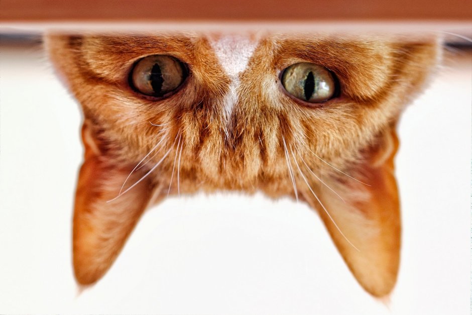 Рыжий кот выглядывает