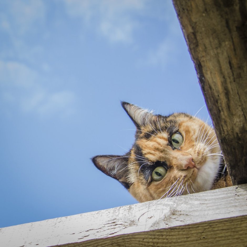 Котенок выглядывает