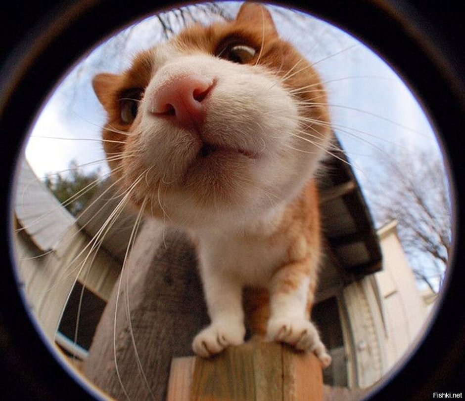 Кот Fisheye