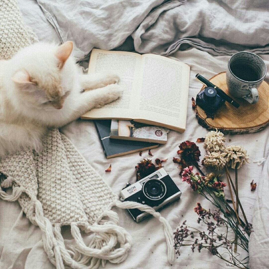 Уютные коты