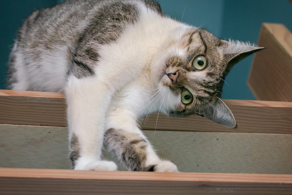 Любопытный котенок