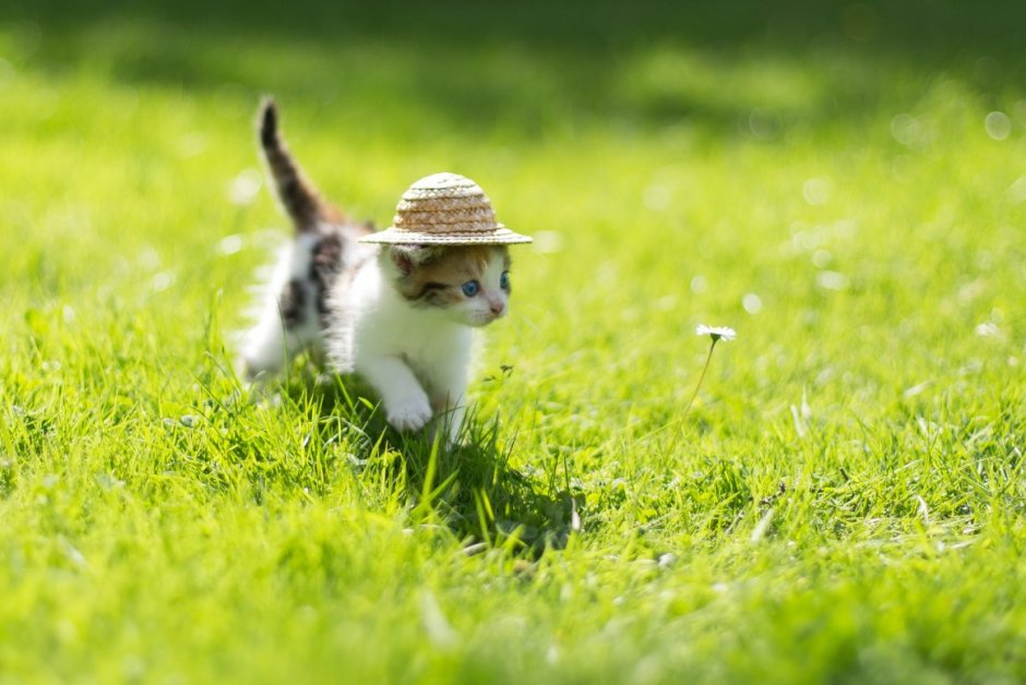 Любопытная кошечка