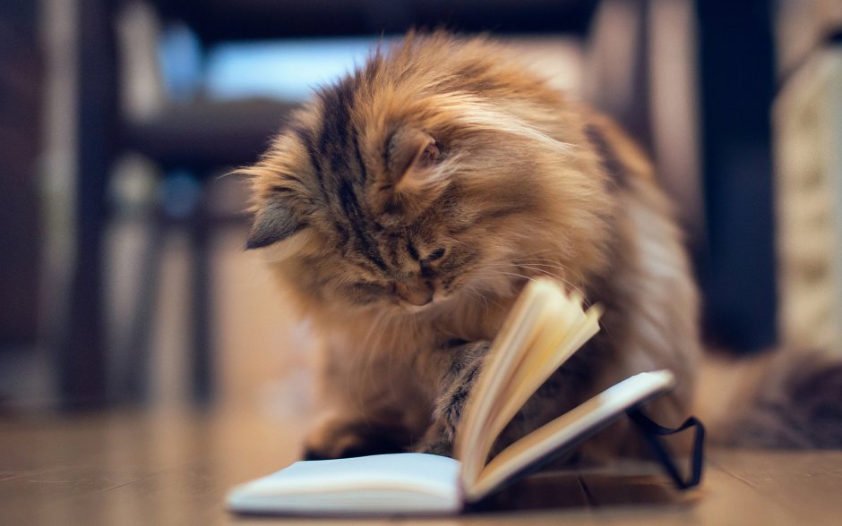 Котик с книжкой