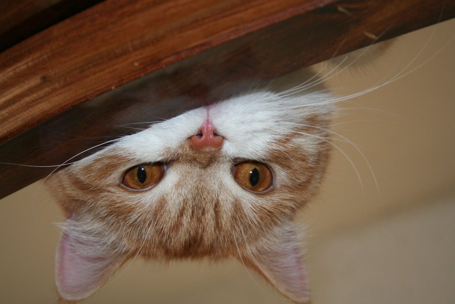 Любопытная морда кота