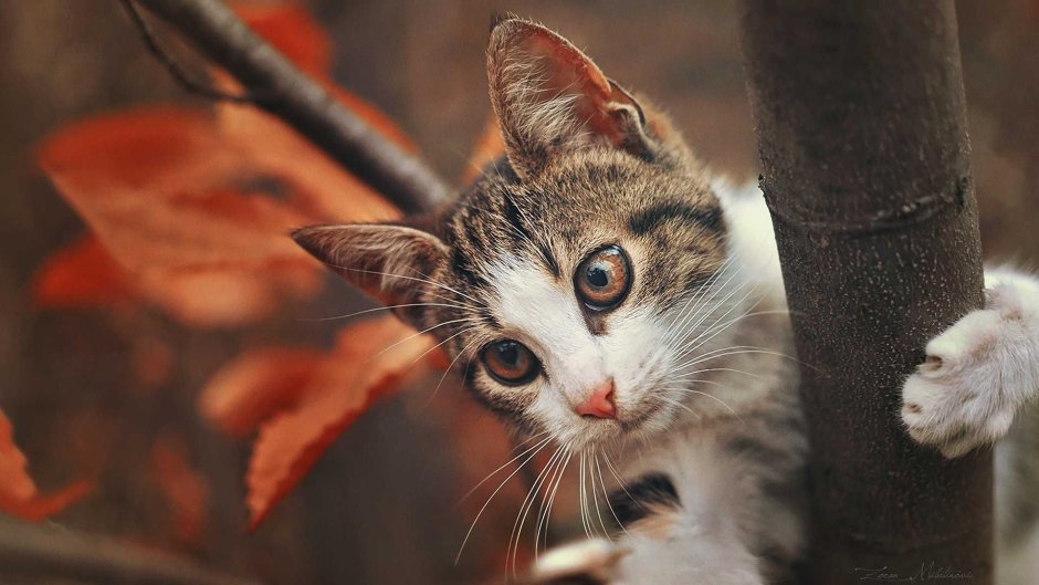 Коты и осень