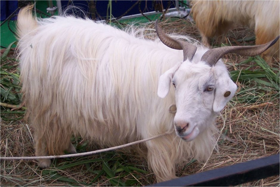 File Goat jpg Wikimedia Commons