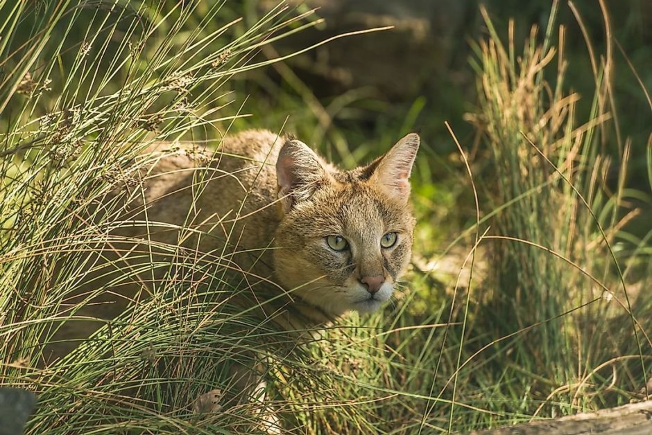 Бенгальский камышовый кот