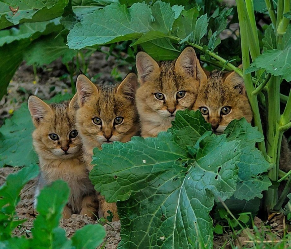 Камышовый кот котята