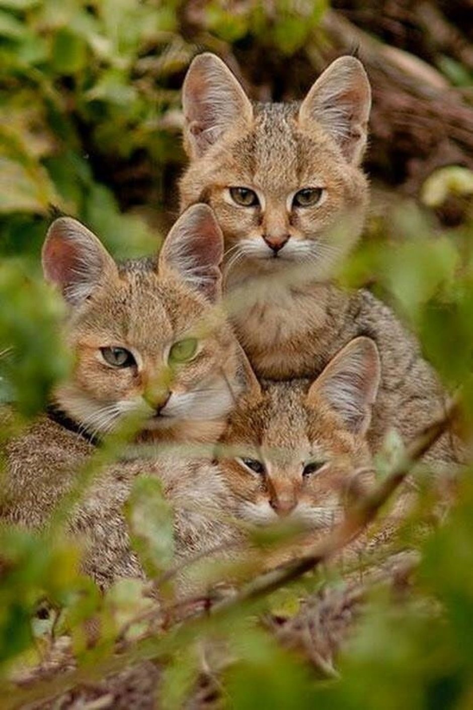 Семья кошек
