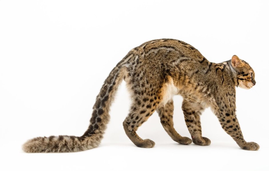 Pardofelis Marmorata