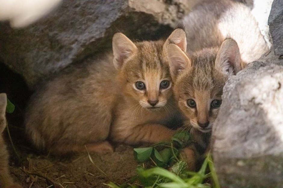Камышовый кот котята