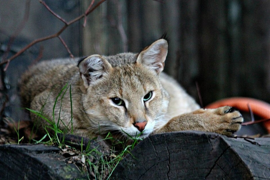 Камышовый кот (Хаус) (Felis Chaus)